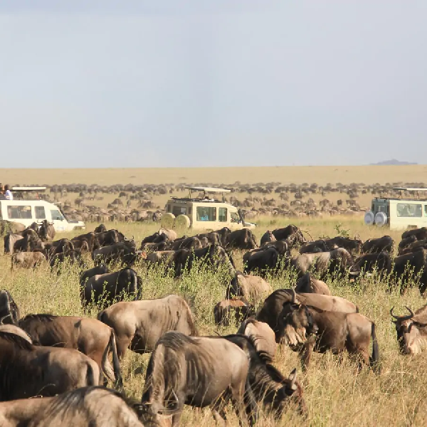 10 DAYS COMBINED KENYA AND TANZANIA TOURS GROUP